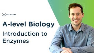 Introduction to Enzymes  Alevel Biology  OCR AQA Edexcel [upl. by Ramgad]