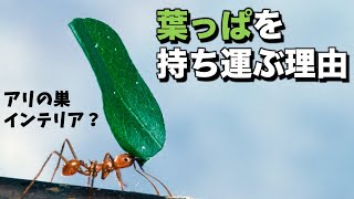 この蟻は葉っぱ🍀を持ち運んで何に使うの？featハキリアリ [upl. by Patti]