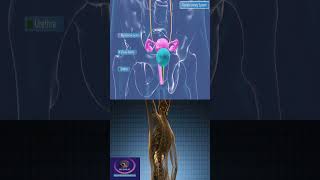 Female Urinary System shorts [upl. by Sybille990]