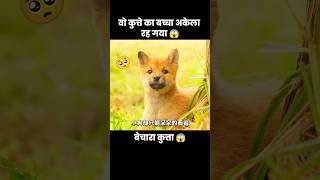 यह बेचारा मासूम कुत्ता अकेला रह गया 🤧😱  short dog movie recap [upl. by Adnohsek]