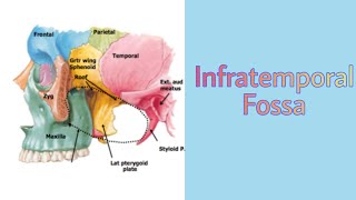 Infratemporal Fossa Boundaries and Contents  Temporal Region  Head and Neck  Anatomy [upl. by Willyt262]