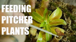 HOW TO feed Pitcher Plants [upl. by Eckblad]