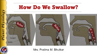 Physiology of Deglutition Swallowing [upl. by Pickar]