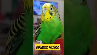 Periquito Falando periquitos budgies parrot [upl. by Yrrap]