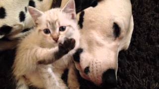 Un chaton et un dalmatien se donnent des câlins [upl. by Sucul]