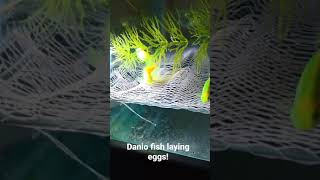 Danio fish laying eggs [upl. by Sirej437]