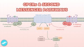 GProtein Coupled Receptors GPCRs amp Second Messenger Systems  Pharmacology [upl. by Binette]