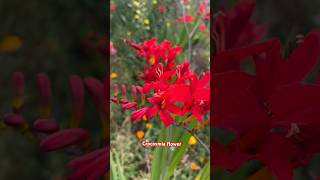 Crocosmia  Lucifer Flower [upl. by Aiyekal]