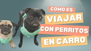 Viaja con tus PERROS por Más de 6 Horas EN COCHE sin Estrés 🚗🐶 [upl. by Reyem]