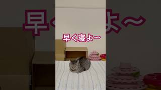 母ちゃん待ちハイビーハイビーチャンネル cat 猫のいる暮らし ねこ ねこチャンネル ねこねこファミリー 猫好きさんと繋がりたい [upl. by Ellerad]