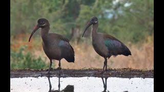 Hadeda Ibis ponder life Francolin wander past as birds sing [upl. by Farrand749]