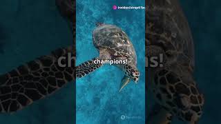 Dive into the Mesmerizing World of Sea shortsvideo facts marinelifewonders marinelife [upl. by Einaeg125]