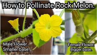 How to Pollinate Rock Melon Flowers [upl. by Aevin284]