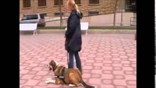 Obediencia básica con Mastin español Adiestramiento canino [upl. by Phenica]