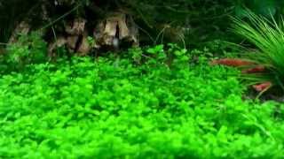 New plant added Eriocaulon Cinereum [upl. by Coniah673]