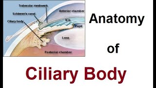 Anatomy of Ciliary Body [upl. by Constantin308]