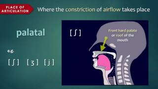 Introduction to Articulatory Phonetics [upl. by Meador]