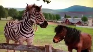 Racing Stripes and Eyewitness Horse Music Video [upl. by Lorain]