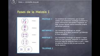 Fases de la meiosis explicación de los principales conceptos [upl. by Liemaj5]