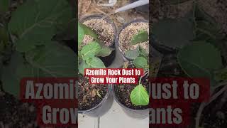 Using Azomite to Grow Your Plants shorts shortvideo farming gardening plants fertilizer [upl. by Oinotnaocram389]