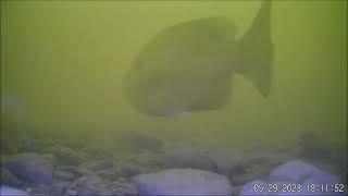 I dropped an Underwater Camera down in the Mississippi River  So Many Fish [upl. by Askari]