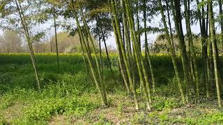 Bambù Gigante Moso in Italia Foresta Adulta in Germogliazione 2018 [upl. by Kowal863]