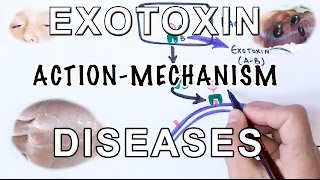 Mechanism of Exotoxin  Pathogens amp Diseases [upl. by Rigby180]