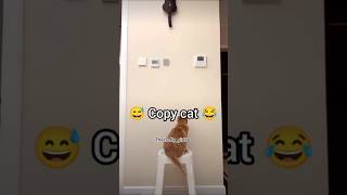 😅Copy cat😂  ytshorts cat funnycat Thecraftygirl76 [upl. by Dorej]