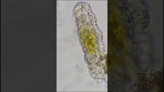 Tardigrade under the microscope  400x shorts [upl. by Eatnhoj]