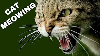 Cat Sound Effect  Cat Meowing [upl. by Farhsa]