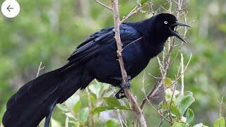 Great tailed grackle [upl. by Irene]