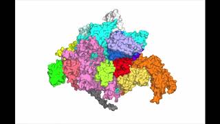 E coli sigma70 holoenzyme [upl. by Oglesby]