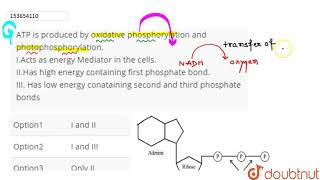 ATPltBrgtIis producedn by oxidative phosphorylation and photophosphorylation IIActs as energy [upl. by Mihalco]