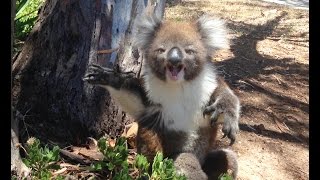 Koala Gets Kicked Out Of Tree and Cries [upl. by Auohp]