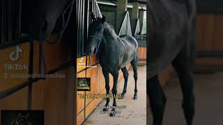 Cavalo potro Mangalarga Marchador preto Marcha Picada registrado [upl. by Ennaed]