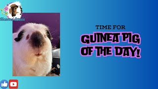 Guinea pig of the day [upl. by Yenrab]