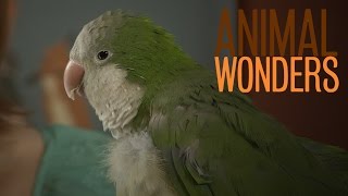 Chopsticks the Quaker Parrot is Hilarious [upl. by Aissej]