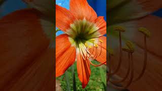 Hippeastrum Striatum flower cinematic nature flowers cinematic [upl. by Maisie]