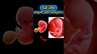 3వ నెల గర్భంలో జరిగే మార్పులు  3rd month pregnancy baby growth and development [upl. by Pepper124]