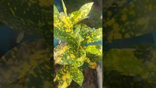 Growing Croton cuttings cuttings propagation shorts shortvideo gard [upl. by Neeruam]