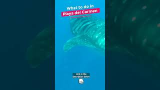 Playa del Carmen  Whale Shark Season travel playadelcarmen whalesharks [upl. by Kain602]