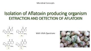 Isolation of aflatoxin producing organism  Aflatoxin extraction amp detection  MSc practical series [upl. by Wittie]