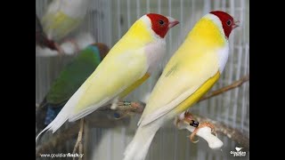 CRIAÇÃO DE PASSERIFORMES  PASSERIFORMES EXÓTICOS ARRUDA AVES [upl. by Den100]