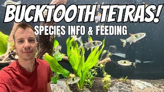 BUCKTOOTH TETRA SPECIES INFO  FEEDING amp REVIEW [upl. by Aicilaana]