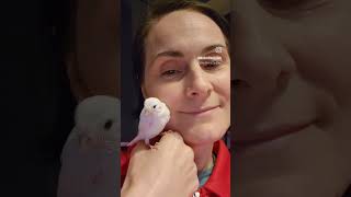 MY BABY CANARIES birds canary parrot beautiful pets animals shortsyoutubeshorts [upl. by Ylro295]