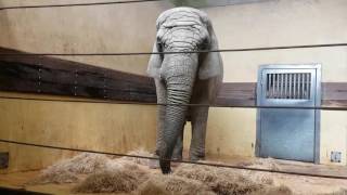 Aalborg Zoo Еlephant [upl. by Thorsten]