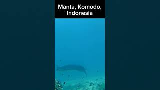 Manta Komodo Indonesia manta komomo indonesia 만타 코모도 인도네시아 여행 travel 스쿠버다이빙 scubadiving [upl. by Kalb]