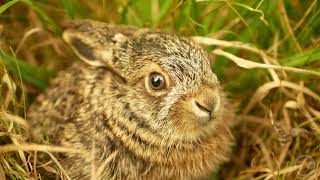 Mládě zajíc polní Lepus europaeus European hare cute darling young Lepus europaeus [upl. by Lacey260]