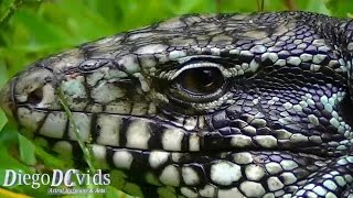 BIGGEST LIZARD of Brazil  Lagarto Teiú Tupinambis merianae Teiidae [upl. by Auqenahc]