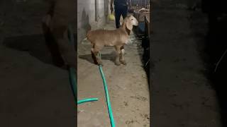 Ярочка арашан 1 месяц💪🏻🔥 shorts arashan gissar farming sheep [upl. by Herates]